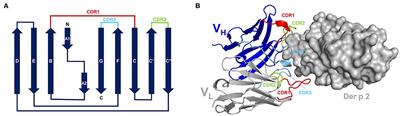 Structural Aspects of the Allergen-Antibody Interaction